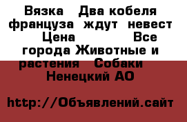  Вязка ! Два кобеля француза ,ждут  невест.. › Цена ­ 11 000 - Все города Животные и растения » Собаки   . Ненецкий АО